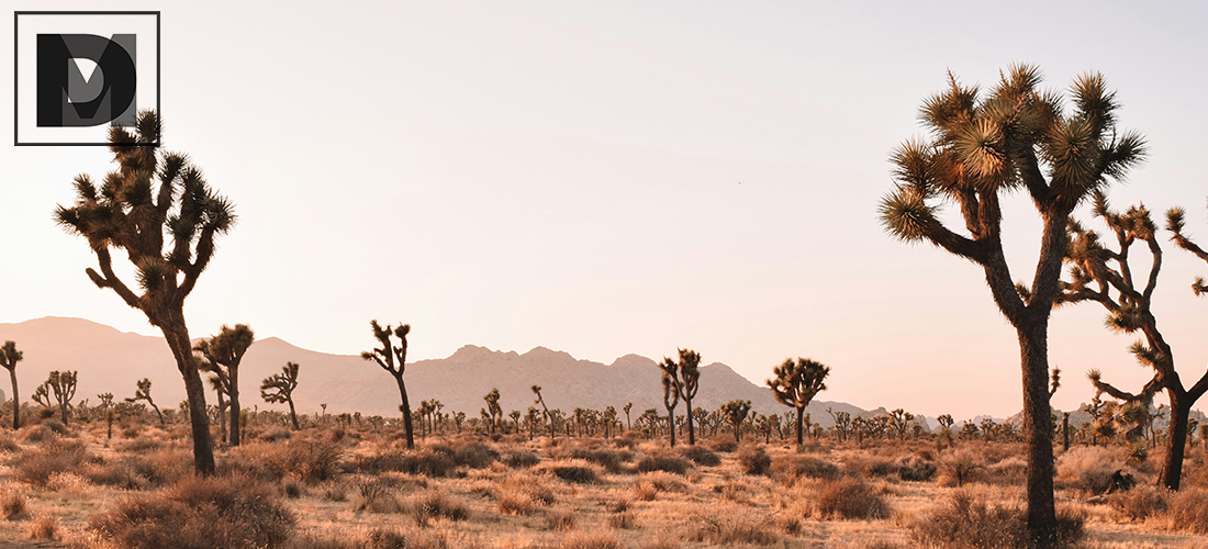 Epiphany Tree The Joshua Tree Epiphany Presentation – Digital Media & Multimedia Design
